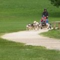 Sur piste - Cani Kart - Sherpa